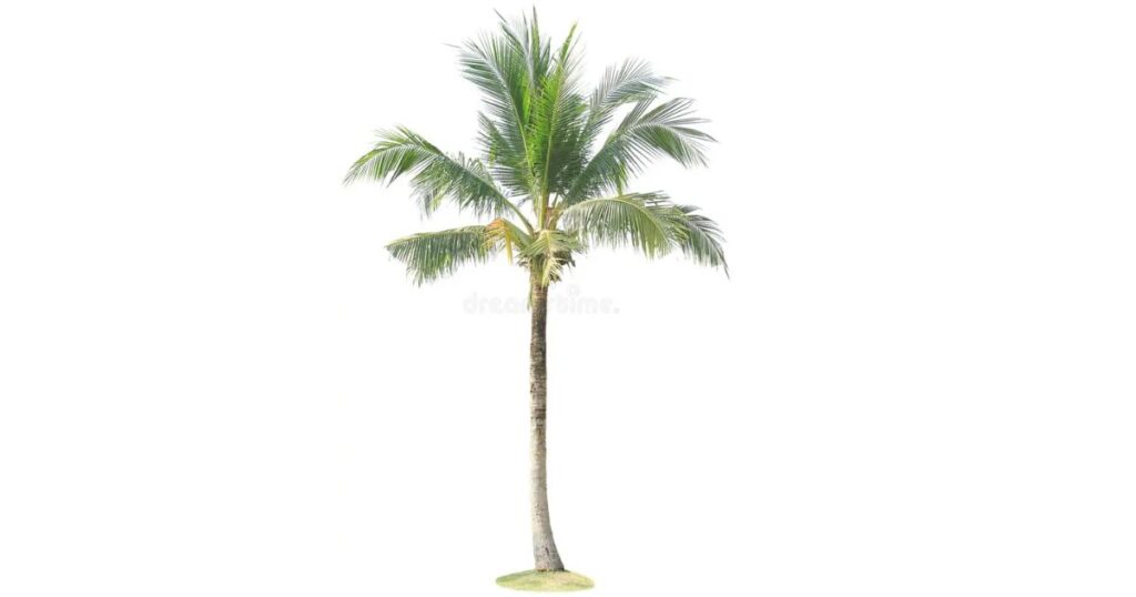 Height of a Mature Coconut Palm Tree that is 100 Feet Long