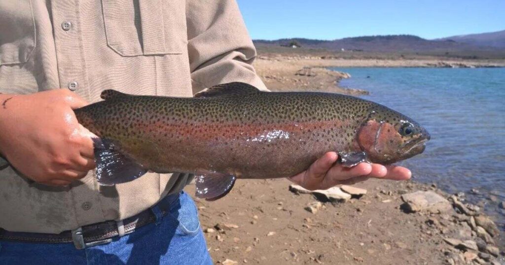 Large Rainbow Trout That 20 Inches Long