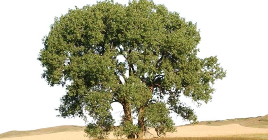 The Height of a Mature Eastern Cottonwood Tree that is 100 Feet Long