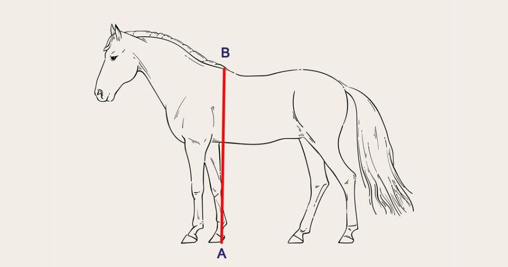 A Horse Measuring 14.3 Hands (59 Inches Tall)