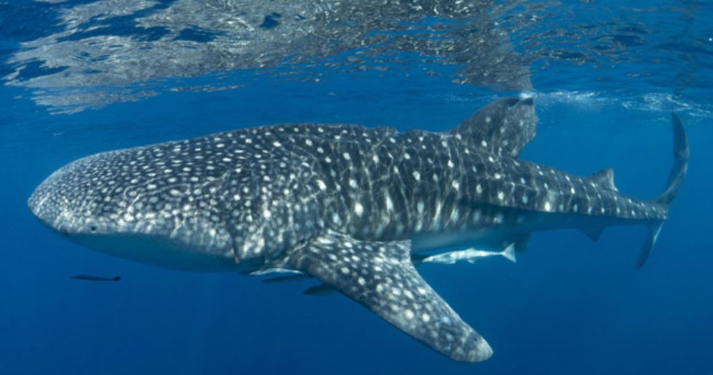 Adult Whale Shark that is 30 feet long