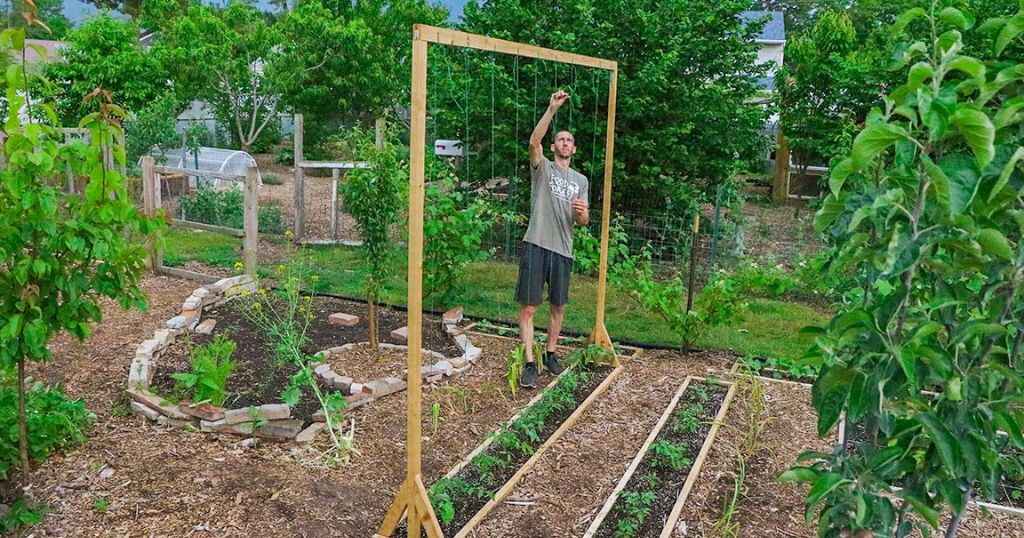 Garden trellis for tomatoes and beans, 60 inches tall