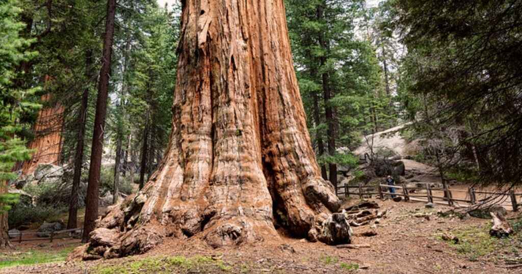 How far is 300 feet shown by the height of a mature giant sequoia