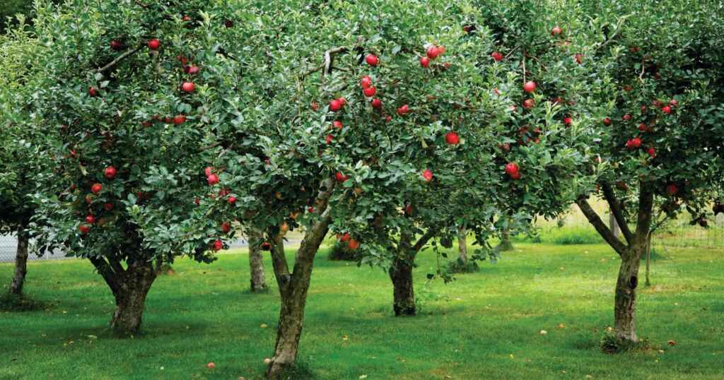 Mature Apple Tree that is 30 feet long