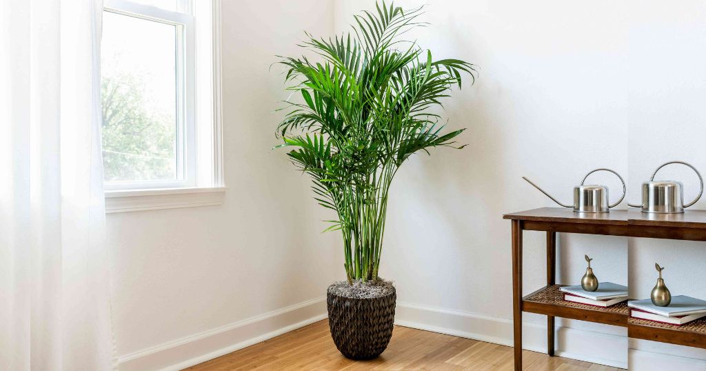 Tall Indoor Plant That Is 70 Inches Tall