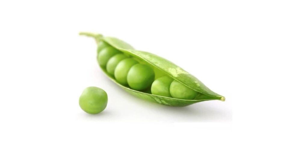 Small Green Pea measuring Is 6mm