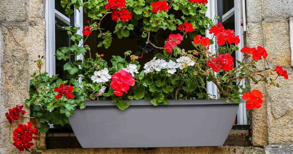 Window Box Planters measuring Is 24 Inches
